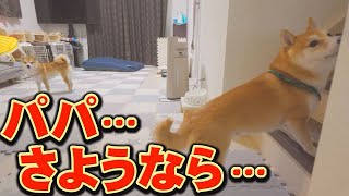 After returning home from the dog park, an incredible scene of chaos awaited me... by 豆柴おもしろ4兄妹 15,576 views 3 weeks ago 8 minutes, 34 seconds