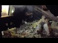 SUSPECT HIDING IN ATTIC WITH FIREARM GETS TASED - LAPD (2019)
