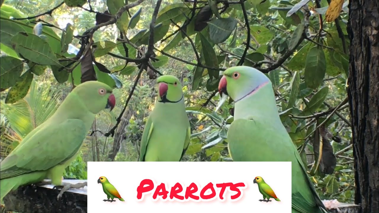 Parrots eating food papaya eating parrot ️ ️ ️ YouTube