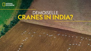 Demoiselle Cranes in India? | India from Above | National Geographic