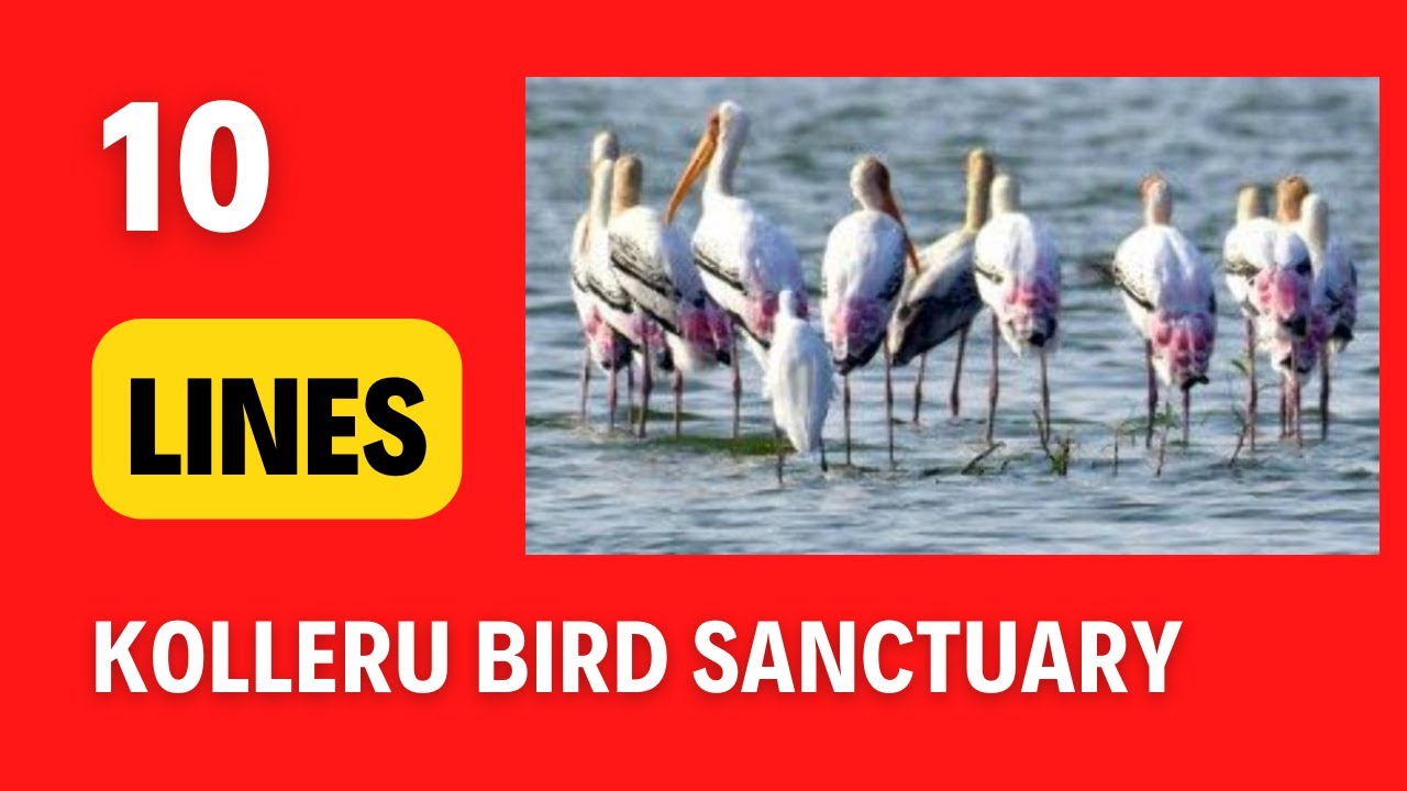 10 lines on Kolleru Bird Sanctuary in English | The Kolleru Lake Bird Sanctuary In Andhra Pradesh
