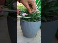 tip to get more flowers in dianthus 🌱/#shorts #ytshorts #dianthus #garden #gardening