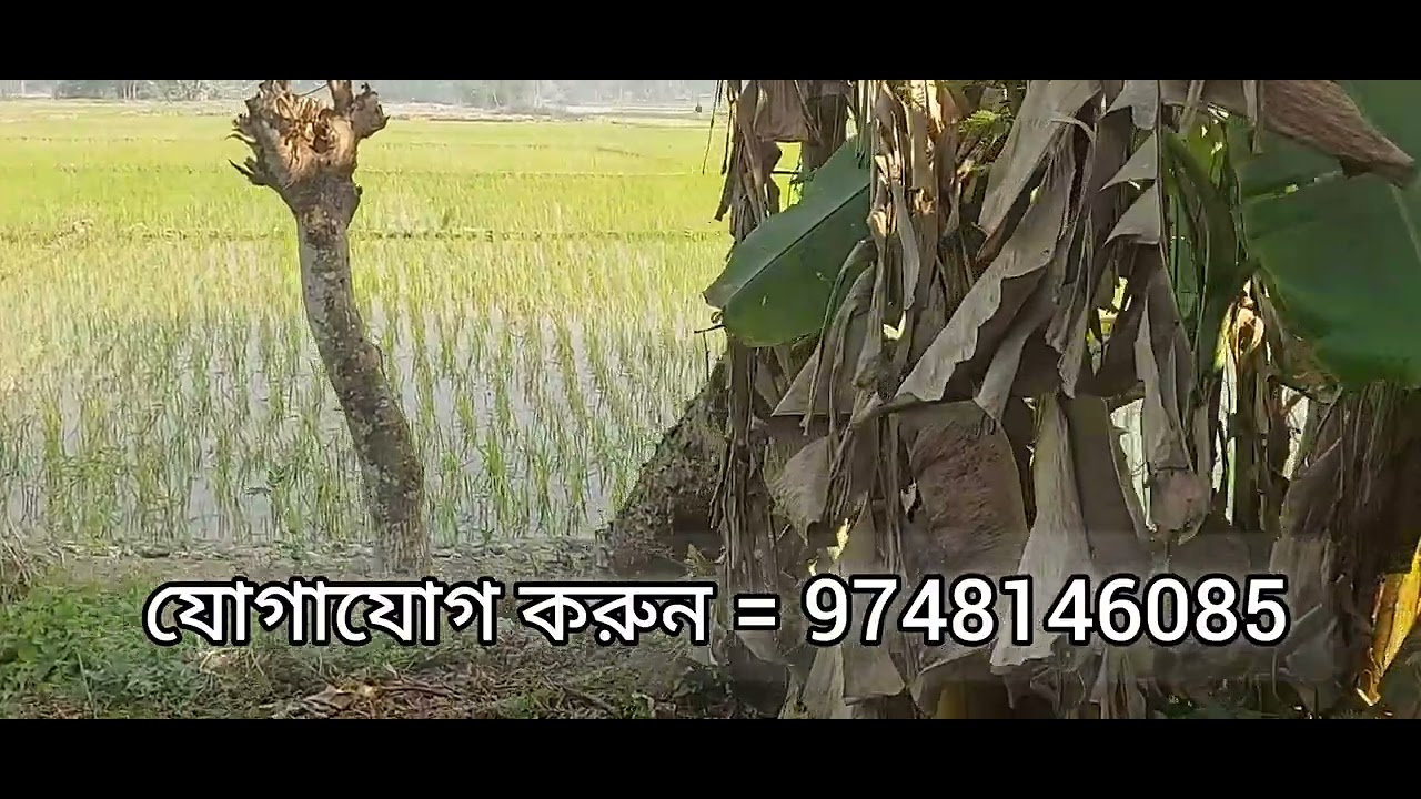 ঝড়খালি সুন্দরবন হিন্দু এলাকায় টোটাল জায়গা 5 বিঘা 1 বিঘার দাম 5 লাখ কেউ ইন্টারেস্ট থাকেন যোগাযোগ 