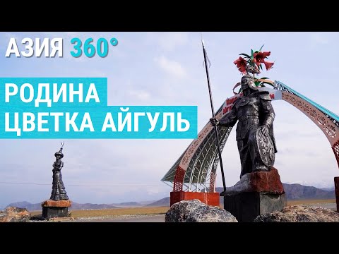 Видео: Цветок Айгуль, растущий только в Кыргызстане | АЗИЯ 360°