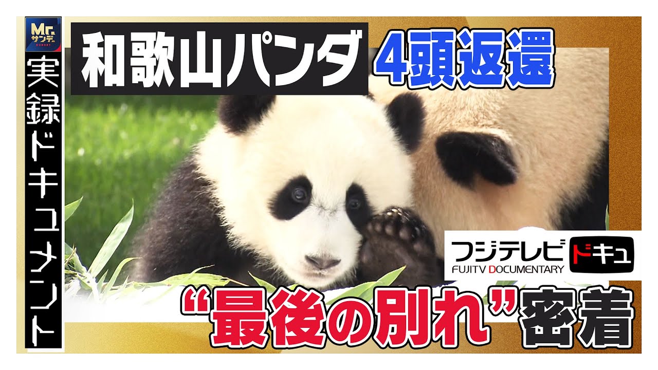 和歌山パンダ4頭返還“涙の最後の別れ”に密着【Mr.サンデー】【実録ドキュメント】