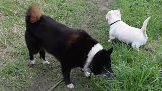 West Highland White Terrier (Westie) Bobby. Walking with Archie the Husky