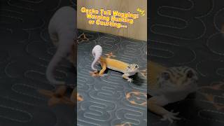When Your Gecko Wags Its Tail, What Do You Think Its Thinking?