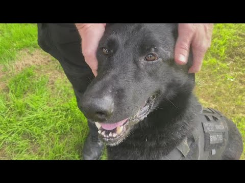 Wideo: Hawajski pies policyjny dźgnięty nożem, ale jego życie zostało oszczędzone dzięki jego specjalnej kamizelce