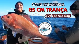 DEV Trança Avı ve Canlı Kalamar ile Balık Avı Teknikleri   |  MONSTER Snapper Fishing Techniques screenshot 2