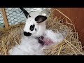 제일예쁜 하트 토끼( rabbit)가 아기 토끼 7마리에게 젖을 먹이는 장면