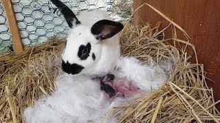 제일예쁜 하트 토끼( rabbit)가 아기 토끼 7마리에게 젖을 먹이는 장면