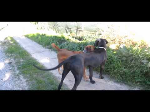 rhodesian ridgeback great dane