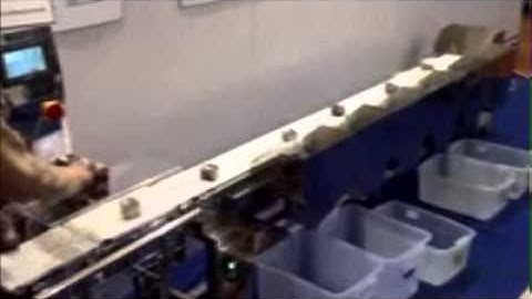 VinSyst 6 Channel Weigh Sorting System. Weight Segregation as per weight.