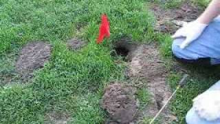 Gopher Trap--Basic Gopher Trapping Techniques