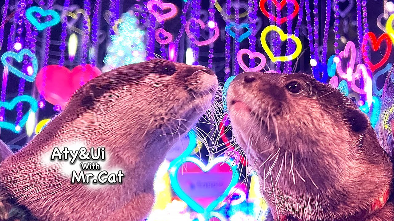 Увлекательное свидание пары выдр [Жизнь Выдры- День 831]