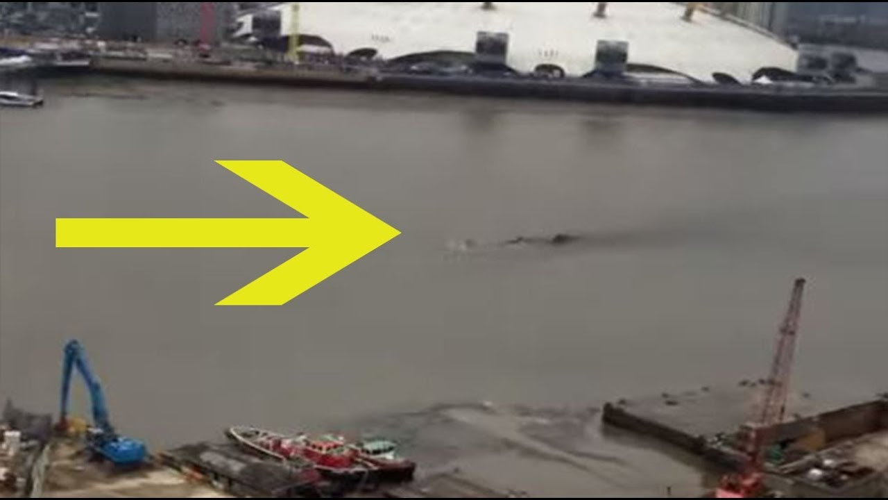 Man Spots Something Impossible Come Up To The Surface In London’S River Thames