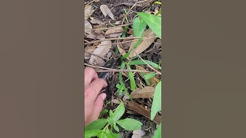 giải cứu cá lóc mắc cạn//rescuing stranded snakehead fish