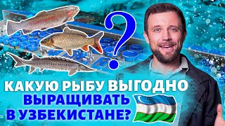 Рыбоводство в Узбекистане. Какую ПРИБЫЛЬ принесет ВАМ ферма УЗВ и что лучше всего ВЫРАЩИВАТЬ?