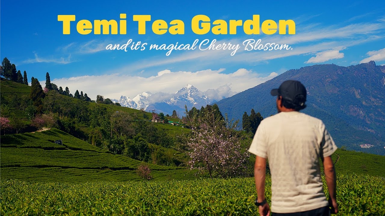 Timi Tea Sikkim's Pink Paradise: Temi Tea Garden in Autumn | Cinematic Video ...