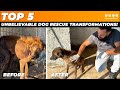 TOP 5 UNBELIEVABLE DOG RESCUE TRANSFORMATIONS!