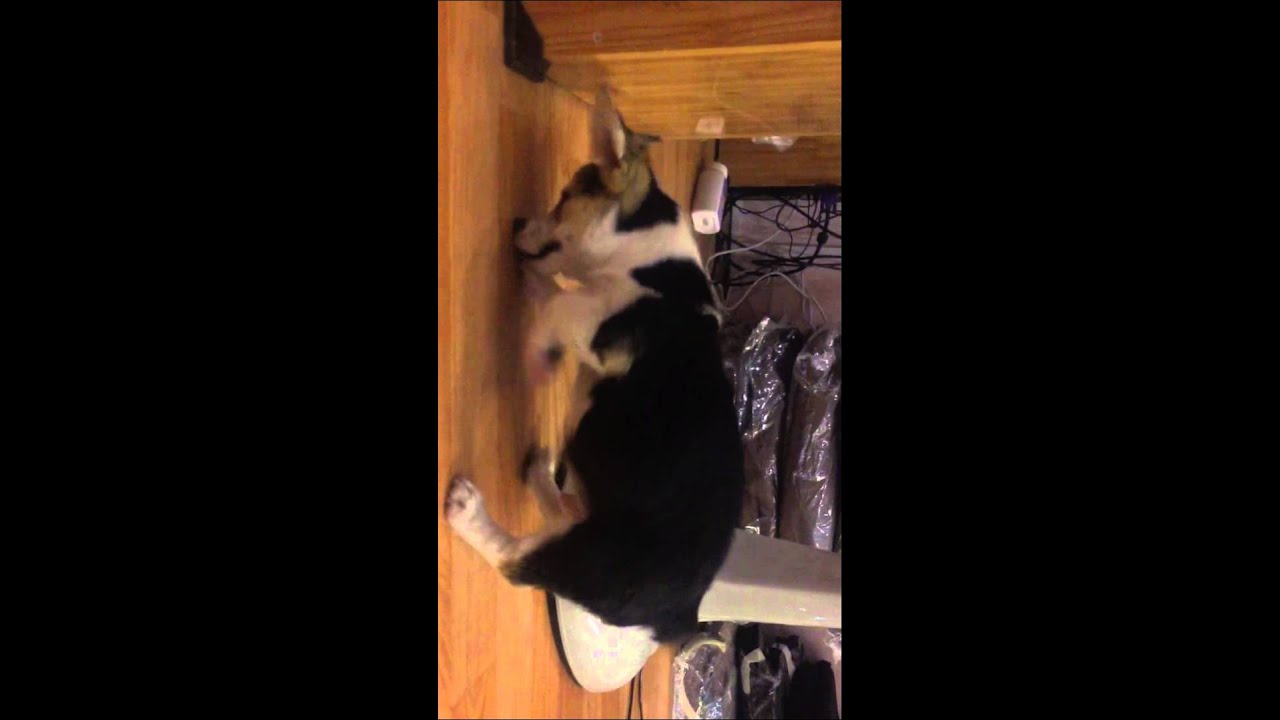 puppy paradise Ai giải thích hộ em con này nó làm gì thế ạ - Mật Pet Family