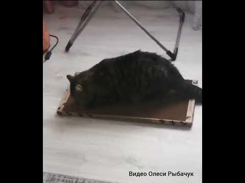 «СОТА МАКСИ» - самая большая когтеточка ️ - YouTube