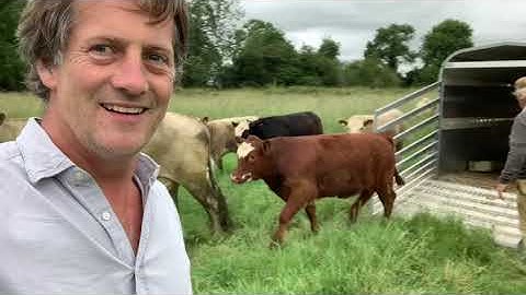 weaning calves is more difficult than it sounds