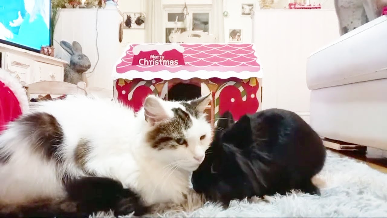 rabbit and cat bond, hanging out together - YouTube