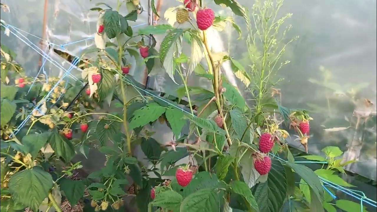 Малина мапема фото