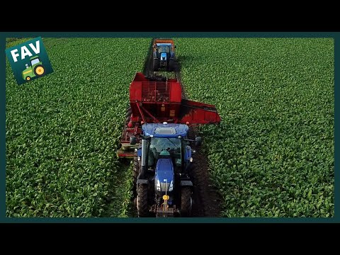 Bieten rooien 2020 volledig overzicht | TIM KRB 311 | New Holland T6.160