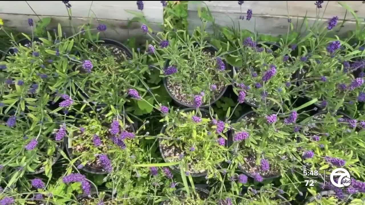 Michigan Lavender Festival expected to draw thousands to Imlay City this weekend
