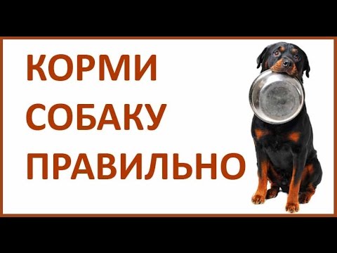 Питание собаки. Чем кормить собаку / щенка. Натуральный рацион.