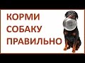 Питание собаки. Чем кормить собаку / щенка. Натуральный рацион.