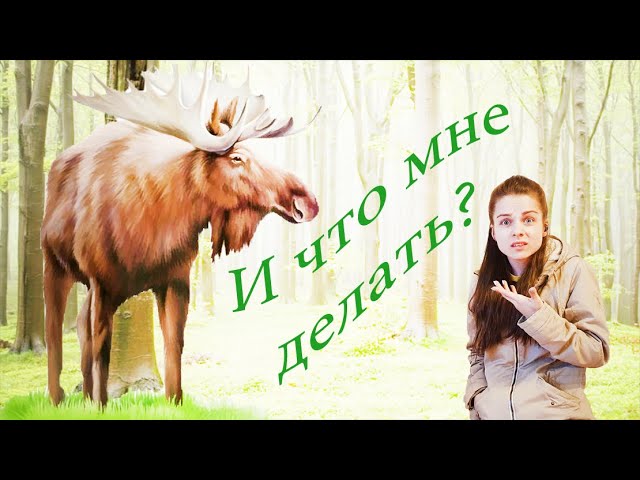 Встреча с ЛОСЕМ, что делать?