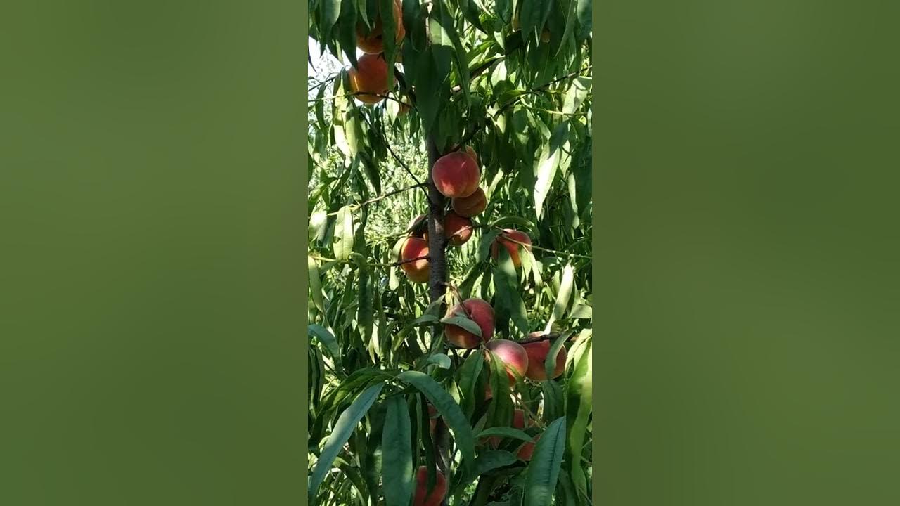 Персик оранжевый с румянцем "Осенний Румянец" (позднего срок созревания) купить 