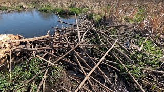 “BEAVERS SUBURBAN WARFARE” Beaver Dam Removal Sparks Ongoing Conflict