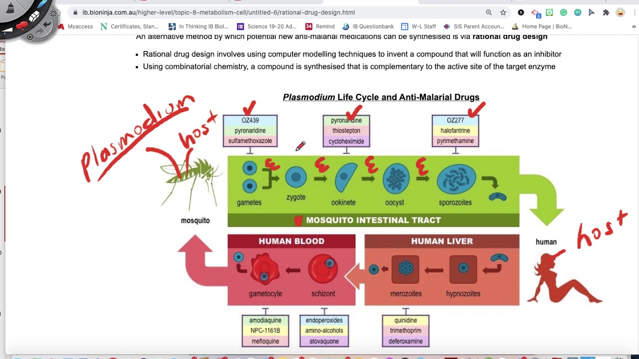 8.1 Rational Drug Design - YouTube 8.1 Rational Drug Design - YouTube