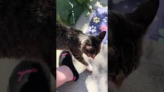 Outside on this beautiful day with my cat Leah been