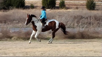 Valley View Ranch - Lopin On Credit - canter left