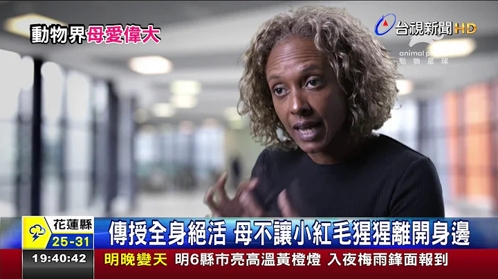 动物界母爱红毛猩猩照顾小孩到8岁才放手 - 天天要闻