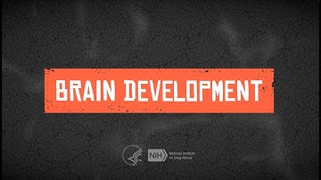 Teen Brain Development