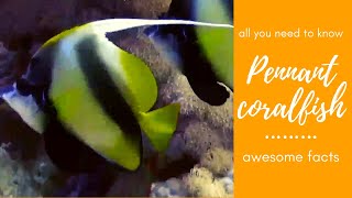 Pennant coralfish facts 🐠 longfin bannerfish 🐟 reef bannerfish 🐠 coachman 🐟