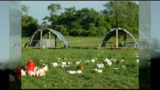 Pete and Jen's Birds on Pasture