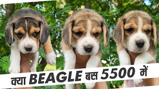 Beagle dog price in india 2023 | Best place to buy beagle puppies @PetloveBrasil @LouieTheBeagle