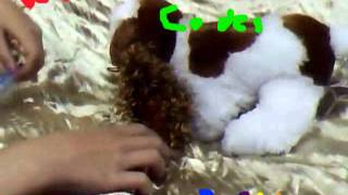Unused Webkinz Codes! 2011
