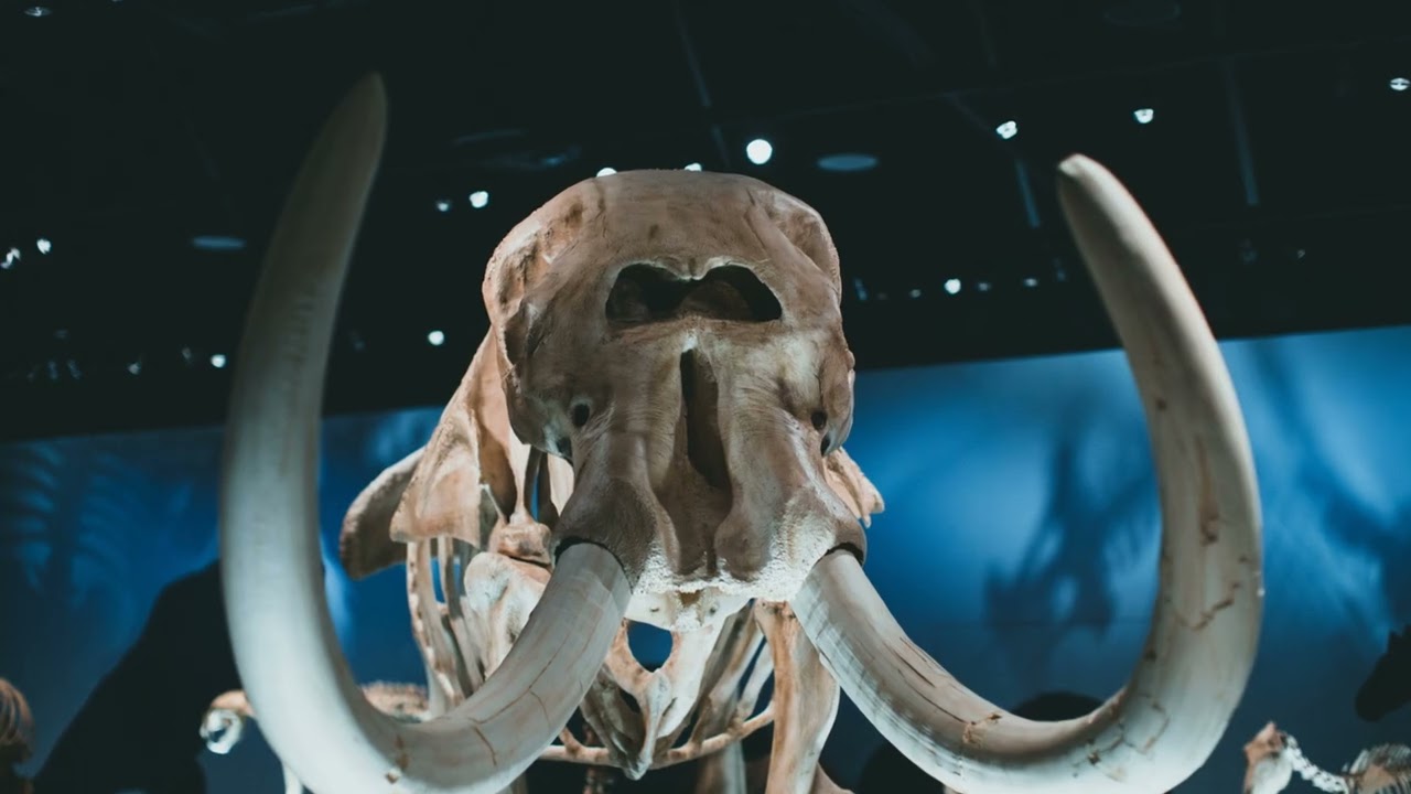 Texas Fossils and Prehistoric Secrets