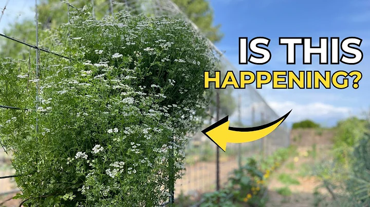 How to Easily Save Your Own Seeds