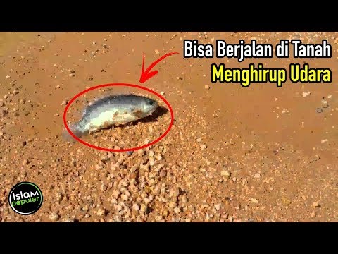 Video: Ikan Zakar: Benarkah Ada Ikan Yang Boleh Mengenang Uretra Anda?