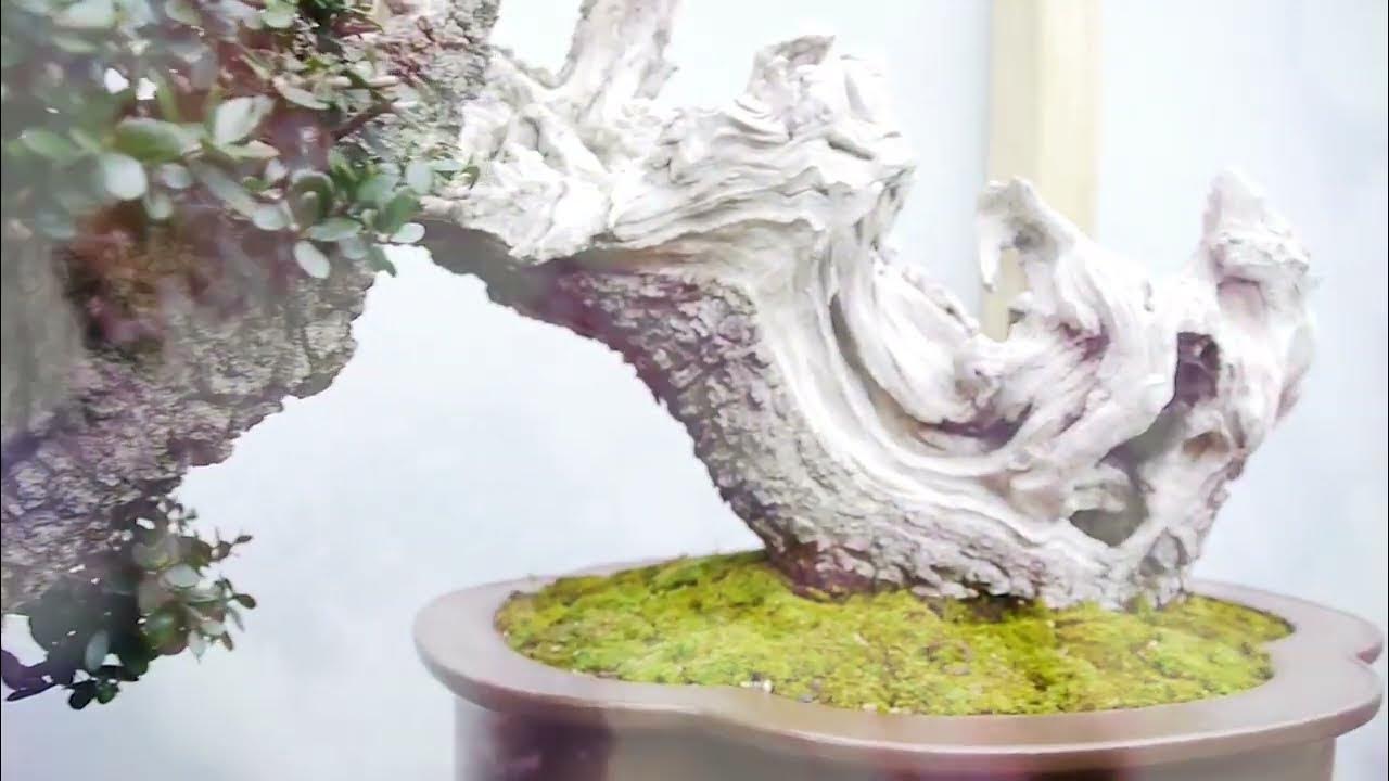 Inspira Bonsai 2016 Bonsai Exhibition with Bjorn Bjorholm & Luis Vila