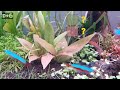 Red water plants have appeared in the green zone [Green zone 1-6 days]